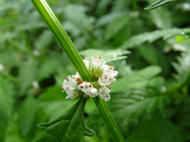 Petites fleurs blanches tachetées de rouge et verticillées à la base des feuilles. Agrandir dans une nouvelle fenêtre (ou onglet)